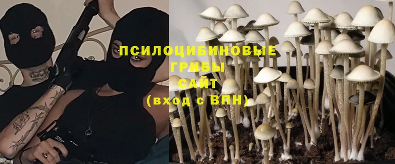 Галлюциногенные грибы Psilocybine cubensis  Белово 